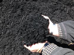 black mulch