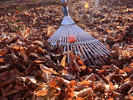 raking leaves